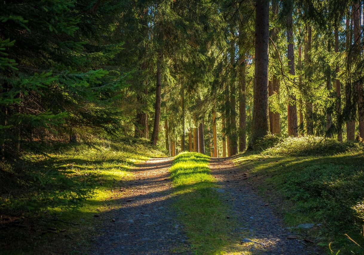 forest-6816532_1280 forest-6816532_1280